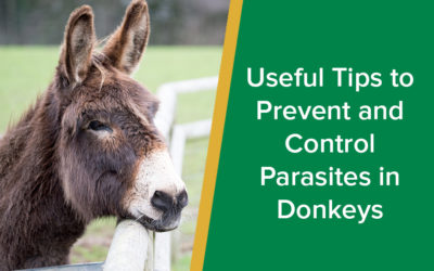 Useful Tips to Prevent and Control Parasites in Donkeys