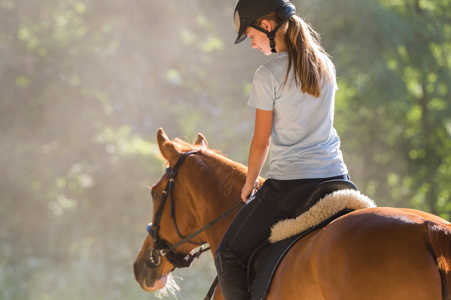 Equine Vet services at Parkside Vets in Dundee