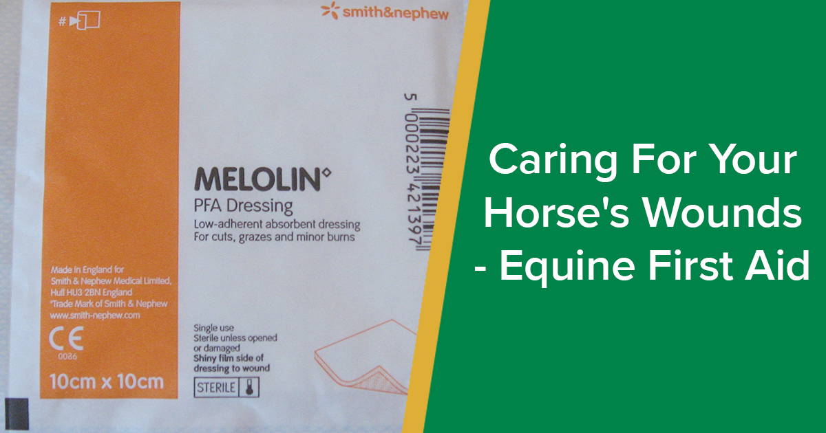 Equine First Aid Caring For Your Horse's Wounds Parkside Vets