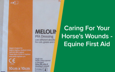 parkside-vets-equine-vet-wound-care-equine-first-aid-wp