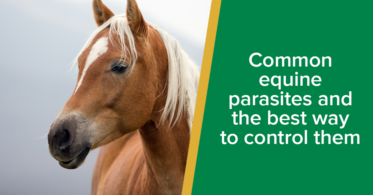 Equine parasites and the best way to control them Parkside Vets Equine