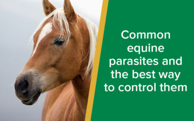 Common equine parasites and the best way to control them