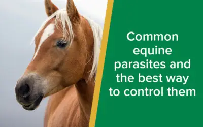 parkside-vets-common-equine-parasites-and-the-best-way-to-control-them-wp