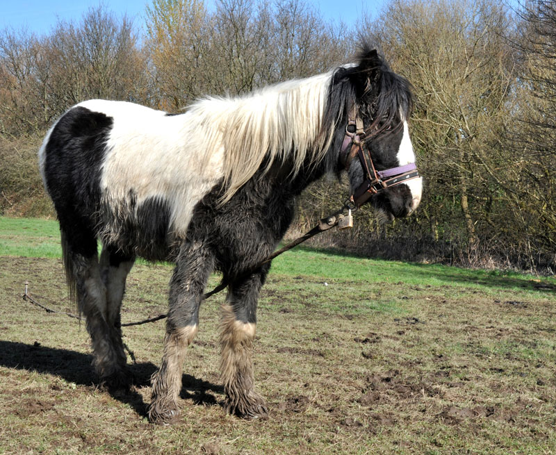 Equine Cushing's Diseases