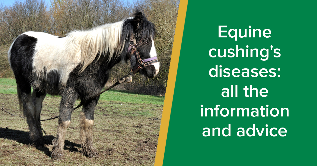 Equine Cushing's Diseases Information and advice Parkside Vets Equine
