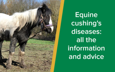 Equine cushing's diseases: all the information and advice