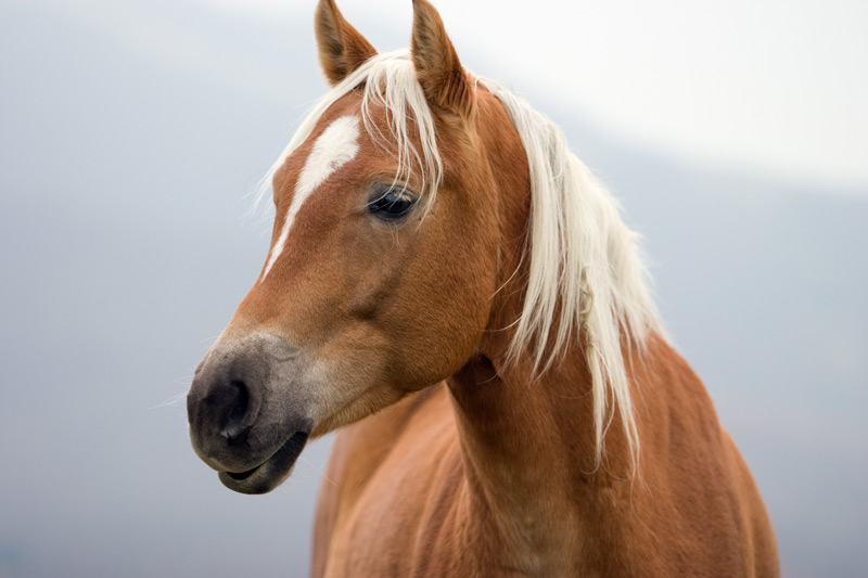 Equine parasites in horses