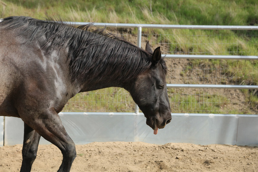 Equine flu outbreak