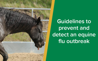 Equine flu outbreak: best guidelines to prevent it