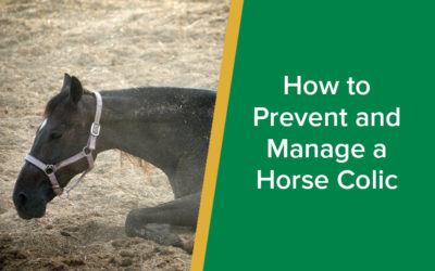 How to Prevent and Manage a Horse Colic