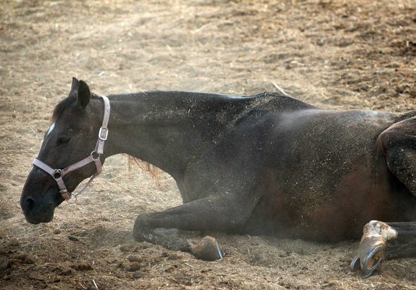 How to prevent and manage Horse Colic - Parkside Vets Equine