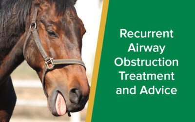 parkside-vets-recurrent-airway-obstruction-treatment-and -advice-wp