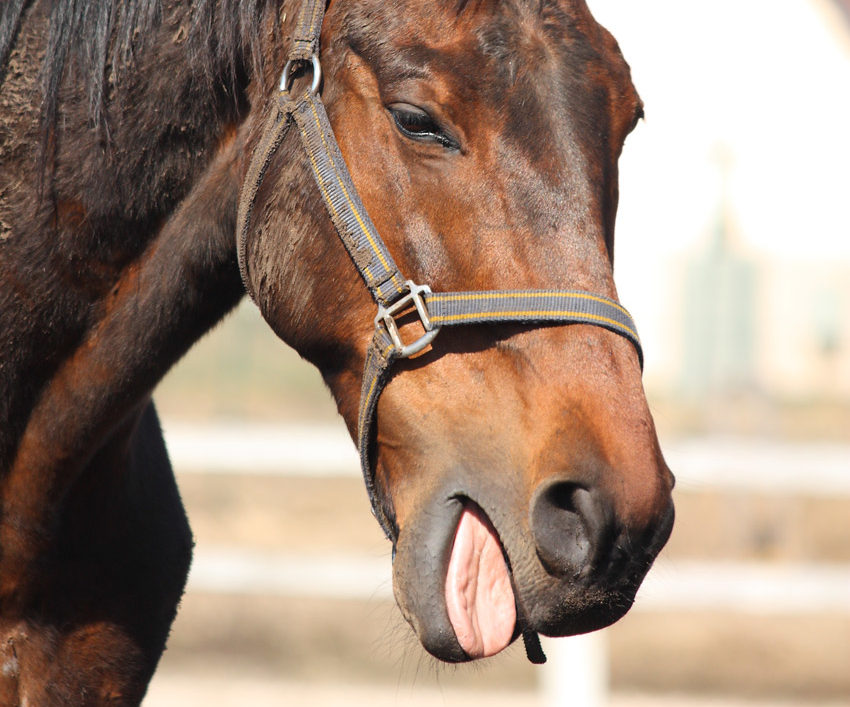 Recurrent Airway Obstruction Treatment for Horses and Ponies - Parkside Vets