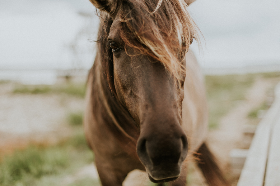 Parkside Vets - Equine Atshma