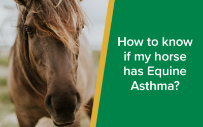 How to know if my horse has Equine Asthma?