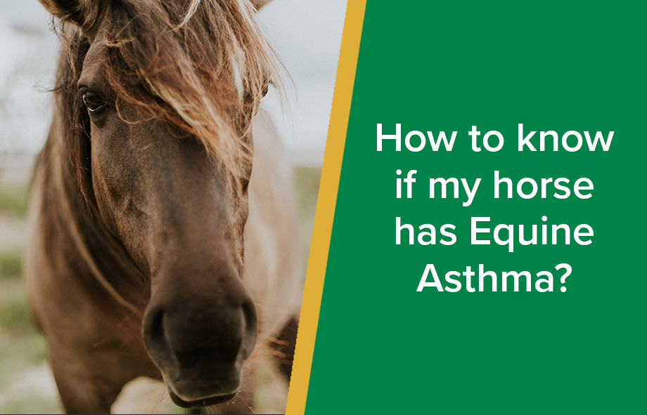 How to know if my horse has Equine Asthma? - Parkside Vets Equine How to know if my horse has Equine Asthma? - Parkside Vets Equine