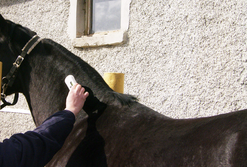 Microchipping in horses - Parkside Vets