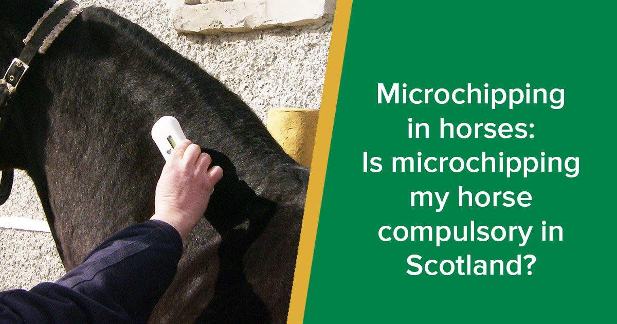 Microchipping in horses Is microchipping my horse compulsory?