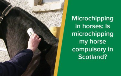 Microchipping in horses: Is microchipping my horse compulsory in Scotland?