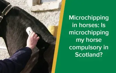 microchipping-in-horses-wp