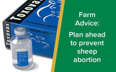 Farm Advice: Plan ahead to prevent sheep abortion