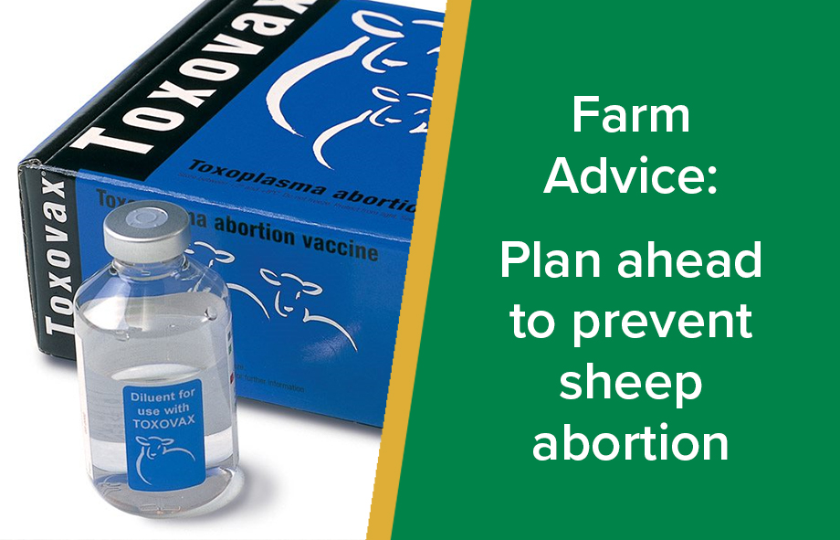 Farm Advice: Plan ahead to prevent sheep abortion