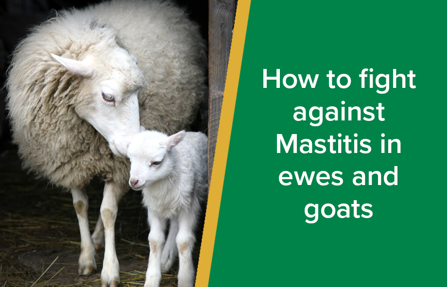 Parksite vets - Mastitis in ewes and goats