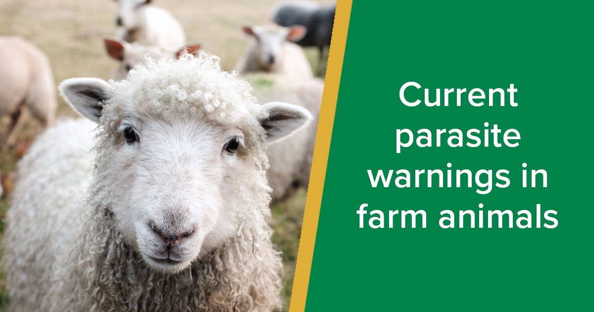 Current Parasite Warnings in Farm Animals Parkside Vets Farm