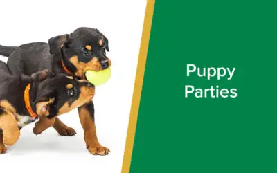 parkside-vets-puppy-parties-wp
