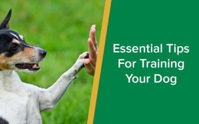 Essential Tips For Training Your Dog
