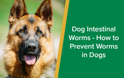 parkside-vets-dogs-intestinal-worms-prevent-worms-in-dogs-wp1