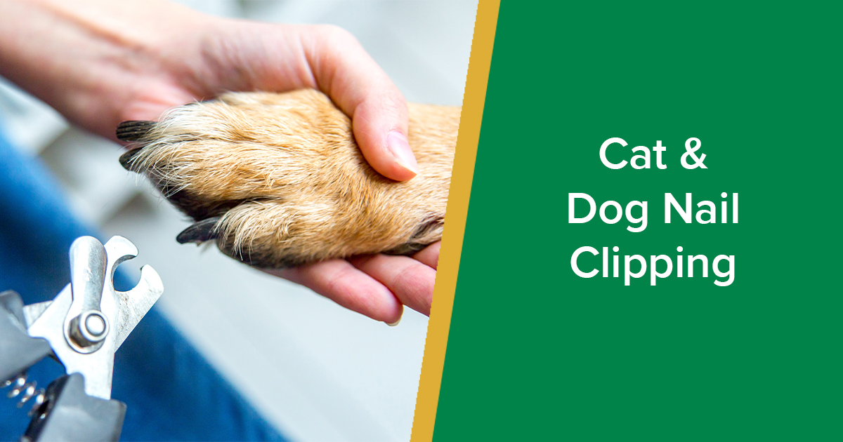 Cat and Dog Nail Clipping How To Cut Your Pet's Claws Parkside Vets