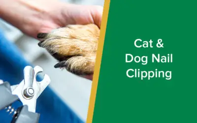 parkside-vets-cat-dog-nail-clipping-wp