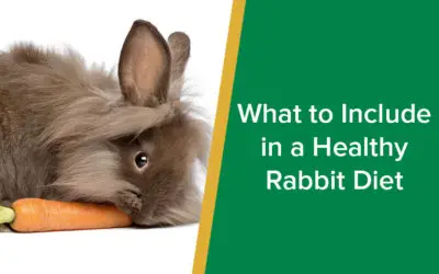 parkside-vets-healthy-rabbit-diet-wp