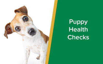 parkside-vets-puppy-health-checks-free-wp