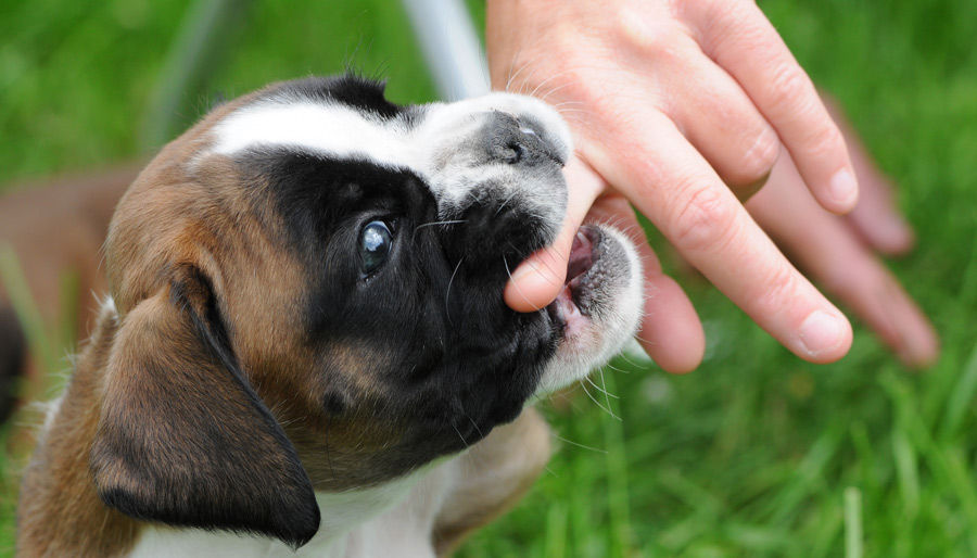 Training your dog - Mouthing