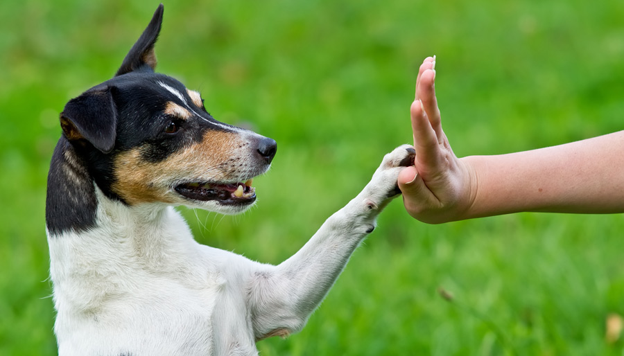 Training your dog