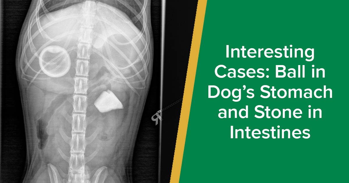 Interesting Cases Ball in Dog’s Stomach and Stone in Intestines