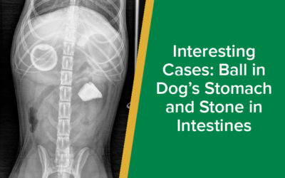 parkside-vets-interesting-cases-ball-in-stomach-stone-intestines-wp