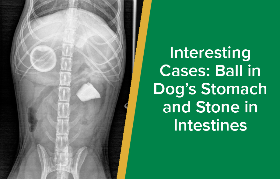 X-rays, skewers, dogs and cats