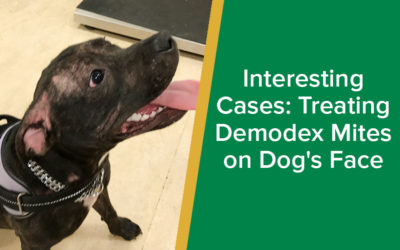 parkside-vets-interesting-cases-demodex-mites-on-dogs-face-wp