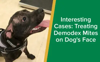 parkside-vets-interesting-cases-demodex-mites-on-dogs-face-wp