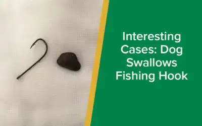 parkside-vets-interesting-cases-dog-swallows-fishing-hook-wp