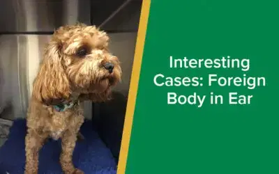parkside-vets-interesting-cases-foreign-body-in-ear-grass-seed-wp