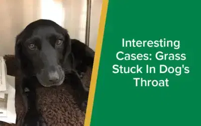 parkside-vets-interesting-cases-grass-stuck-in-dogs-throat-wp