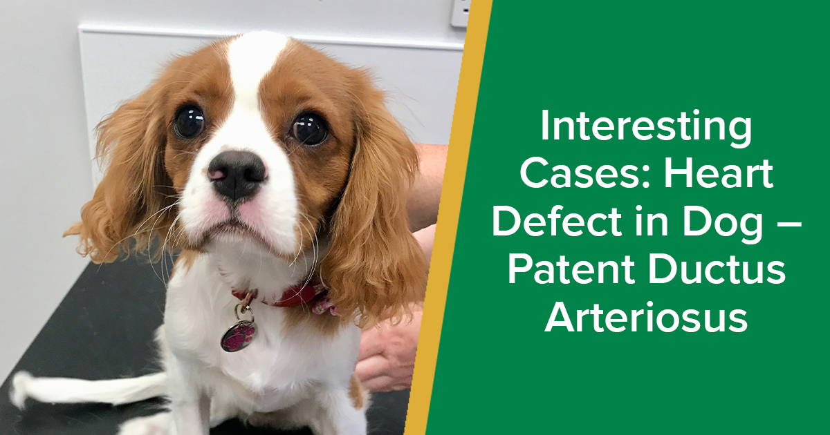 What Does It Mean If A Shelter Dog Is Pda