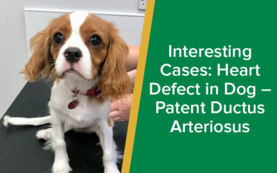 Interesting Cases: Heart Defect in Dog – Patent Ductus Arteriosus