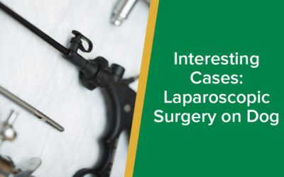 parkside-vets-interesting-cases-laparoscopic-surgery-spay-on-dog-wp