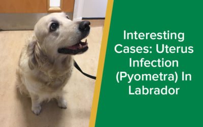 parkside-vets-interesting-cases-pyometra-uterus-infection-in-dog-wp