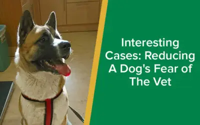 parkside-vets-interesting-cases-reducing-dogs-fear-of-the-vet-wp